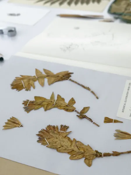 Botanical Illustration from Life - Istanbul