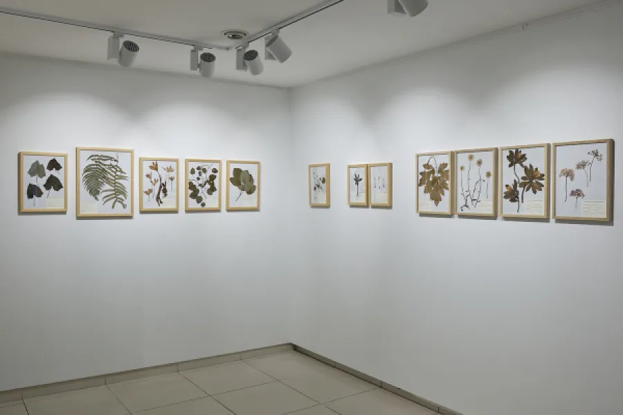 Botanical Illustration from Life - Istanbul