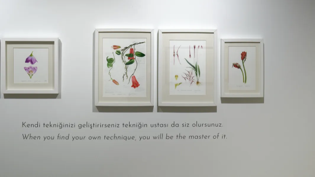 Botanical Illustration from Life - Istanbul